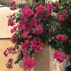 Bougainvillea Purple Pillar 11 Bougainvillea Purple Pillar -Garden Bulbs Store 680131 4