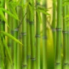 Green Bamboo Phyllostachys Bissetti 2 Green Bamboo Phyllostachys Bissetti -Garden Bulbs Store 680141