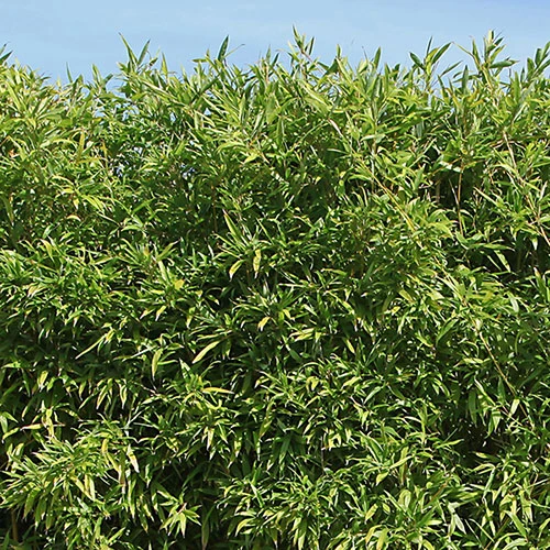 Green Bamboo Phyllostachys Bissetti 5 Green Bamboo Phyllostachys Bissetti - Image 3