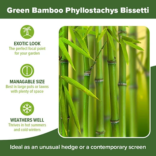 Green Bamboo Phyllostachys Bissetti 7 Green Bamboo Phyllostachys Bissetti - Image 5