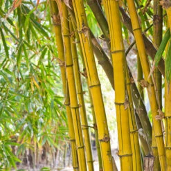 Phyllostachys Aureosulcata 'Spectabilis' (Yellow Bamboo) -Garden Bulbs Store 680144 1