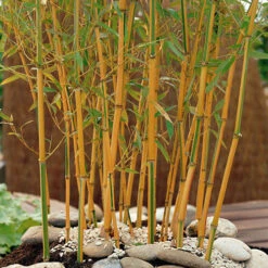 Phyllostachys Aureosulcata 'Spectabilis' (Yellow Bamboo) -Garden Bulbs Store 680144 2