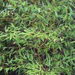 Phyllostachys Aureosulcata 'Spectabilis' (Yellow Bamboo) -Garden Bulbs Store 680144 6