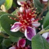 Pineapple Guava - Acca Sellowiana -Garden Bulbs Store 680146