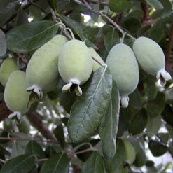 Pineapple Guava - Acca Sellowiana -Garden Bulbs Store 680146 1