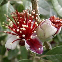 Pineapple Guava - Acca Sellowiana -Garden Bulbs Store 680146 2