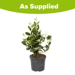 Pineapple Guava - Acca Sellowiana -Garden Bulbs Store 680146 4