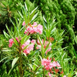 Oleander Standard -Garden Bulbs Store 680156 2