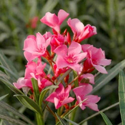 Oleander Standard -Garden Bulbs Store 680156 4