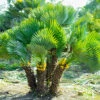 Chamaerops Humilis Fan Palm 1 Chamaerops Humilis Fan Palm -Garden Bulbs Store 680225