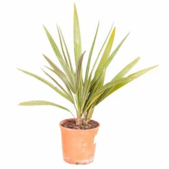 Chamaerops Humilis Fan Palm 11 Chamaerops Humilis Fan Palm -Garden Bulbs Store 680225 4