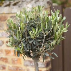 Pair Of Olive Trees -Garden Bulbs Store 680233 1