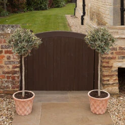 Pair Of Olive Trees -Garden Bulbs Store 680233 2