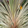 Cordyline Australis 'Torbay Dazzler' -Garden Bulbs Store 680236