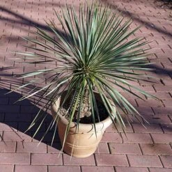 Yucca Rostrata -Garden Bulbs Store 680237 1
