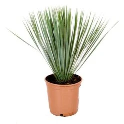 Yucca Rostrata -Garden Bulbs Store 680237 2