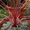 Cordyline 'Southern Splendour' -Garden Bulbs Store 680252