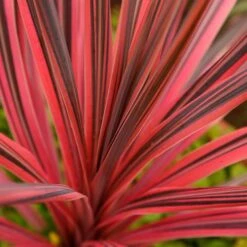 Cordyline 'Southern Splendour' -Garden Bulbs Store 680252 1
