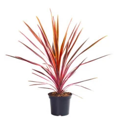Cordyline 'Southern Splendour' -Garden Bulbs Store 680252 2