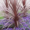 Cordyline Australis 'Red Star' -Garden Bulbs Store 680254
