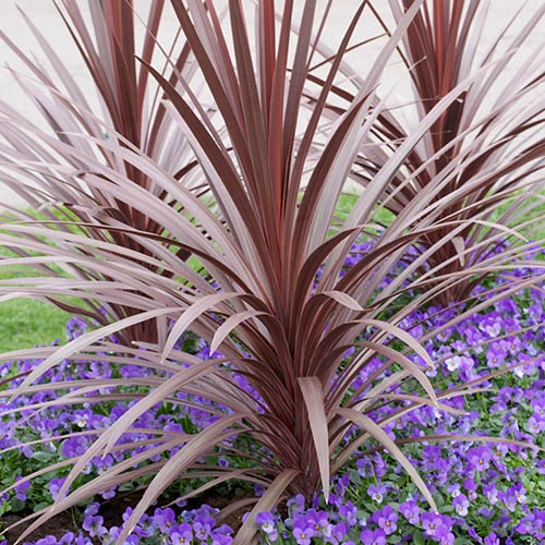 Cordyline Australis 'Red Star' 3 Cordyline Australis 'Red Star'