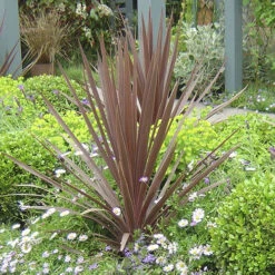 Cordyline Australis 'Red Star' 7 Cordyline Australis 'Red Star' -Garden Bulbs Store 680254 1