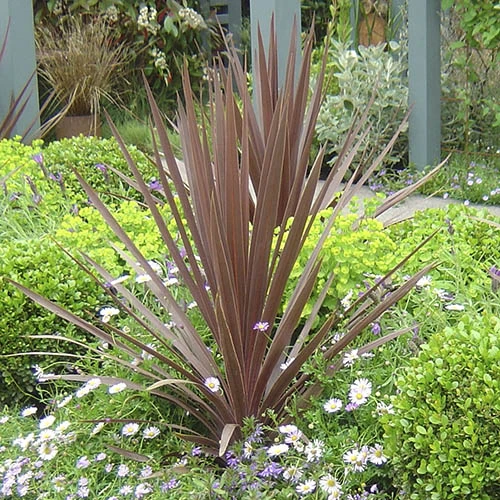 Cordyline Australis 'Red Star' 4 Cordyline Australis 'Red Star' - Image 2