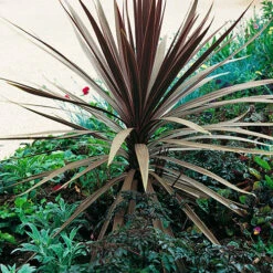 Cordyline Australis 'Red Star' 9 Cordyline Australis 'Red Star' -Garden Bulbs Store 680254 3