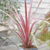 Cordyline Australis 'Can Can' 1 Cordyline Australis 'Can Can' -Garden Bulbs Store 680263
