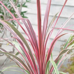 Cordyline Australis 'Can Can' -Garden Bulbs Store 680263 1