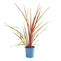 Cordyline Australis 'Can Can' -Garden Bulbs Store 680263 2