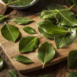 Bay Tree Bush -Garden Bulbs Store 680266 2