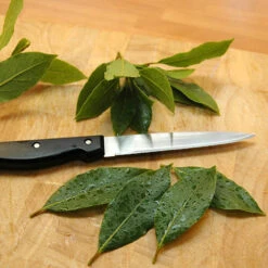 Bay Tree Bush -Garden Bulbs Store 680266 3