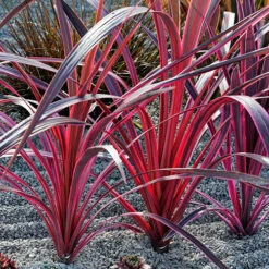 Cordyline Passion 9cm X2 -Garden Bulbs Store 680279 1