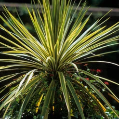 Cordyline Passion 9cm X2 -Garden Bulbs Store 680279 2