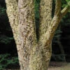 Quercus Suber (Cork Oak) 80-90cm 3L -Garden Bulbs Store 680281