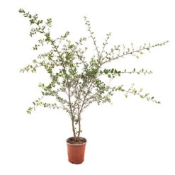 Quercus Suber (Cork Oak) 80-90cm 3L 7 Quercus Suber (Cork Oak) 80-90cm 3L -Garden Bulbs Store 680281 2