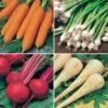 Root Vegetable Seed Collection 2 Root Vegetable Seed Collection -Garden Bulbs Store 700050