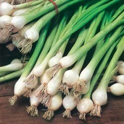 Root Vegetable Seed Collection -Garden Bulbs Store 700050 4