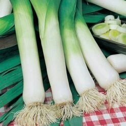 Greens Vegetable Seed Collection 9 Greens Vegetable Seed Collection -Garden Bulbs Store 700051 2