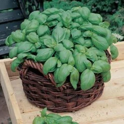 Herb Seed Collection -Garden Bulbs Store 700052 1