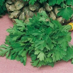 Herb Seed Collection -Garden Bulbs Store 700052 3