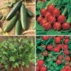 Salad Seed Collection 1 Salad Seed Collection -Garden Bulbs Store 700054
