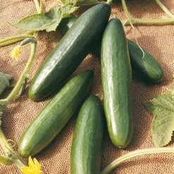 Salad Seed Collection -Garden Bulbs Store 700054 1