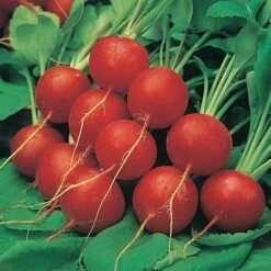 Salad Seed Collection -Garden Bulbs Store 700054 2