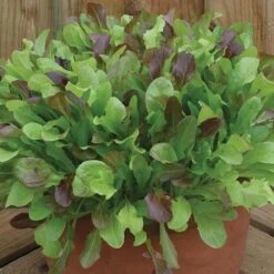 Salad Seed Collection -Garden Bulbs Store 700054 3