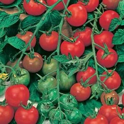 Salad Seed Collection -Garden Bulbs Store 700054 4