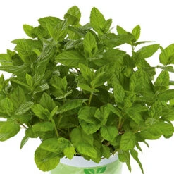 Herb Collection 11 Herb Collection -Garden Bulbs Store 750060 2