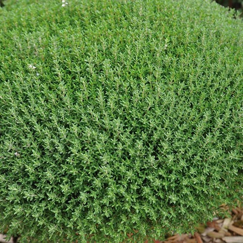 Herb Collection 8 Herb Collection - Image 6