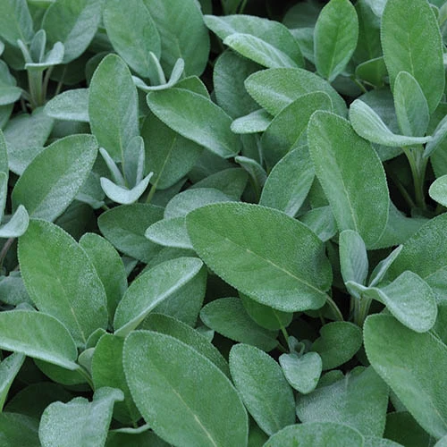 Herb Collection 9 Herb Collection - Image 7